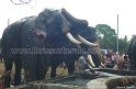 thrissur-pooram-2011- (21)